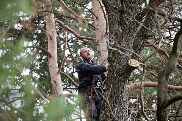 How Our Tree Care Process Works  in  East Bronson, FL